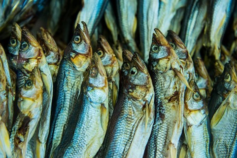 Fishes for sale