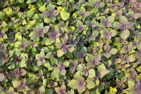 Thai sweet basil