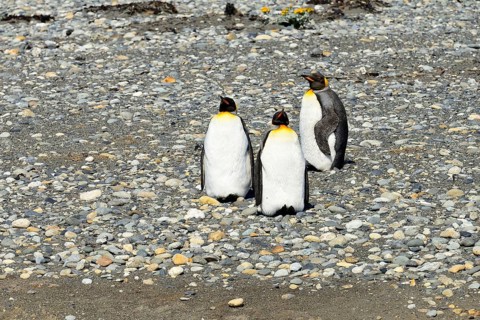 Three King penguins (Aptenodytes patagonicus)