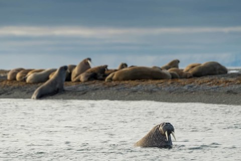 Walruses (Odobenus rosmarus)