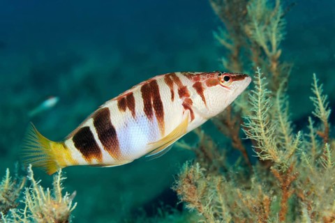 Painted comber (Serranus scriba)