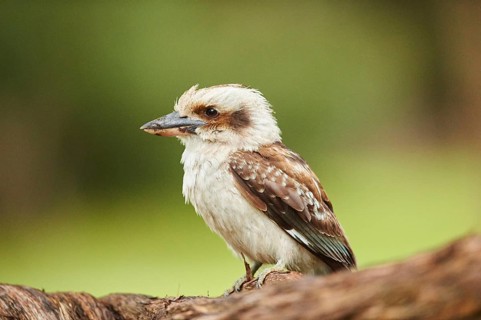 Laughing kookaburra (Dacelo novaeguineae) sitting on a branch