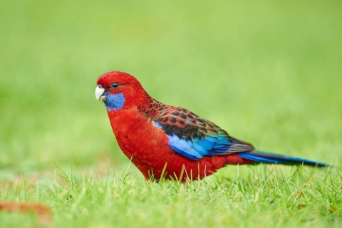 Crimson rosella (Platycercus elegans) on a meadow