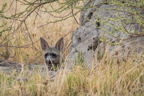 Aardwolf (Proteles cristatus) looks out from behind a rock