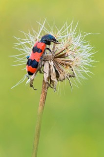 Bee beetle (Trichodes apiarius)