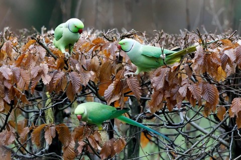 Rose-ringed parakeets (Psittacula krameri) on a dry beech hedge