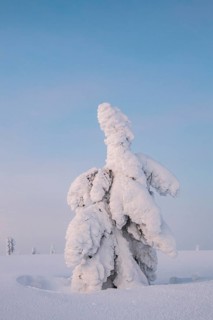 Snowy tree