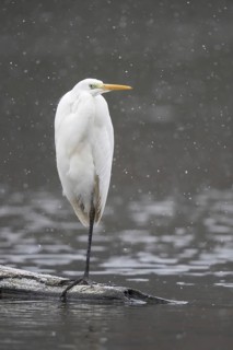 Great egret (Ardea alba) standing on deadwood in water