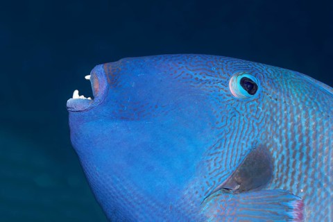 Blue triggerfish (Pseudobalistes fuscus)