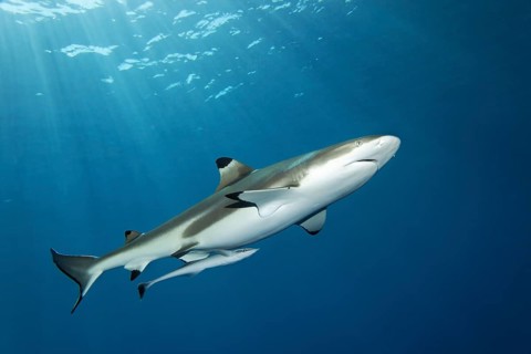 Blacktip reef shark (Carcharhinus melanopterus)
