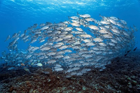 Swarm Bigeye trevally (Caranx sexfasciatus)