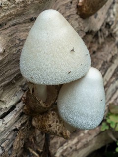 Silky sheath (Volvariella bombycina)