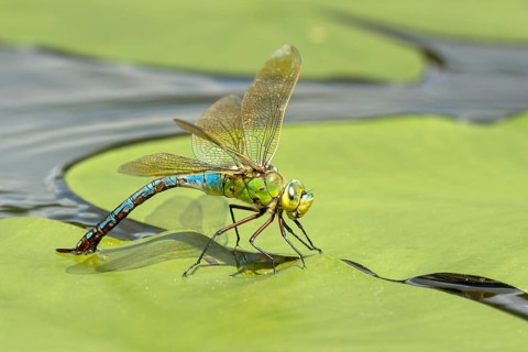 Emperor dragonfly (Anax imperator)