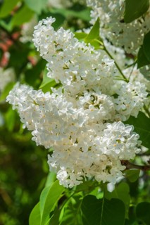 Blossoming white lilac (Syringa vulgaris)