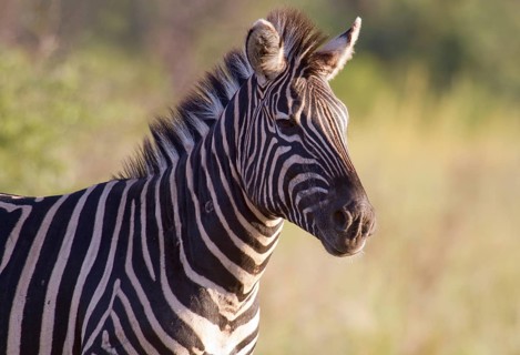 Plains Zebra (Equus quagga)