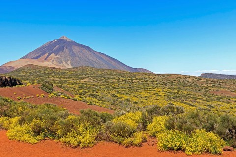 Flixweed (Descurainia bourgaeana) in bloom in front of Pico del Teide volcano