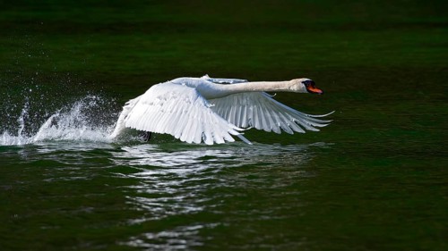 Mute swan (Cygnus olor)