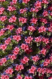 Blooming Echium wildpretii (Echium wildpretii)