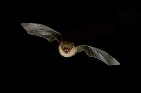 Geoffroy's bat (Myotis emarginatus) in flight at night