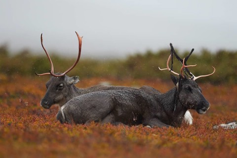 Reindeers (Rangifer tarandus) resting on the autumnal Fjall