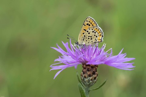 Sooty Copper (Lycaena tityrus) on Brown knapweed (Centaurea jacea)