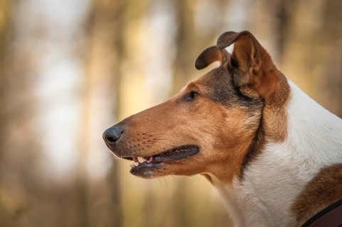 Shorthair collie