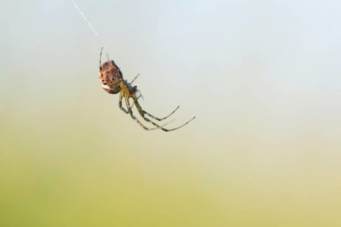 Longjawed orbweaver (Meta segmentata) in the spider web