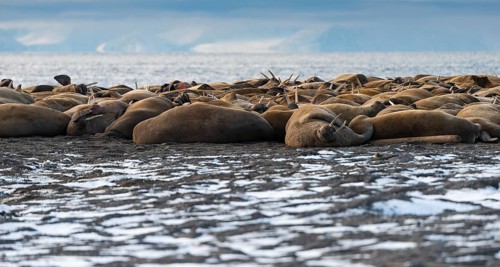Walruses (Odobenus rosmarus)