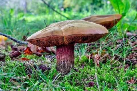 Lurid bolete (Suillellus Luridus) in the meadow