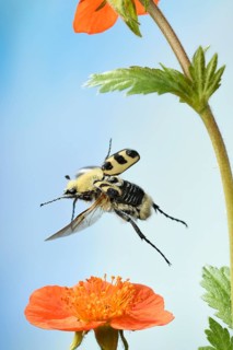Bee beetle (Trichius fasciatus)