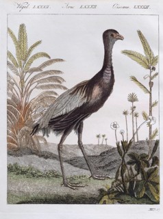 Golden-breasted trumpet bird