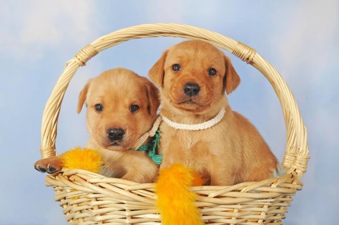 Labrador Retriever