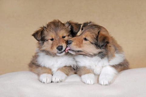 Collie longhair