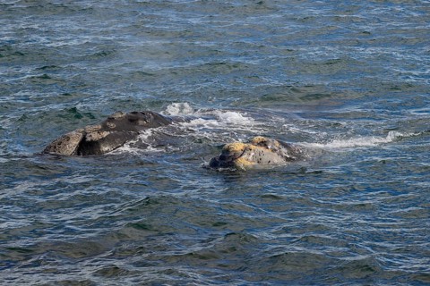 Southern right whale (Eubalaena australis)