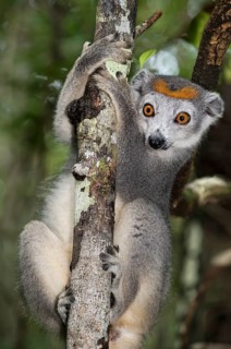 Crowned lemur (Eulemur coronatus) climbs on tree