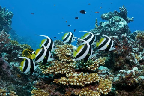 Swarm Pennant coralfishes (Heniochus acuminatus)