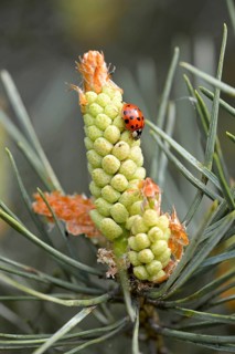 Ladybird (Coccinellidae) on a male flower of Scots pine (Pinus sylvestris)