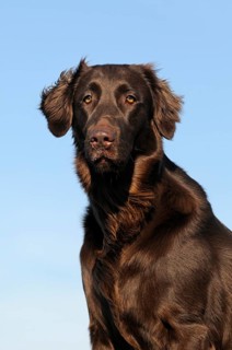 Flat Coated Retriever