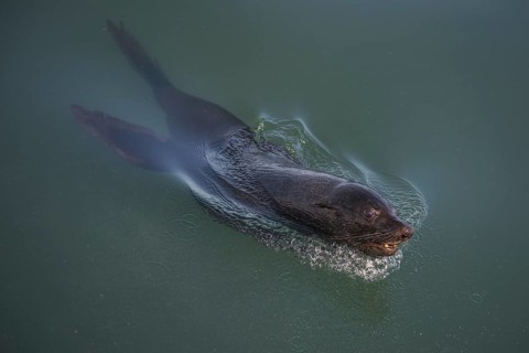 Cape fur seal (Arctocephalus pusillus)