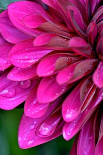 Decorative Dahlia (Dahlia)