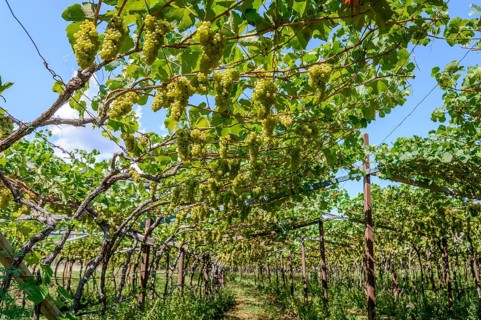 Green grapes