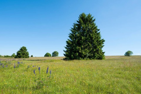 Norway spruces (Picea abies) in a meadow
