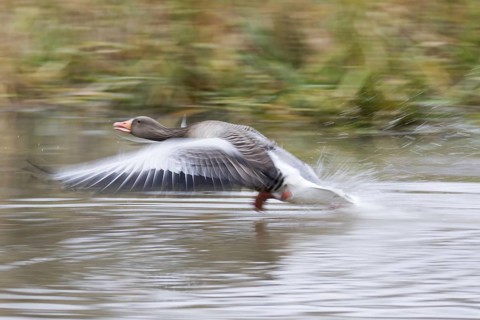 Greylag goose (Anser anser)