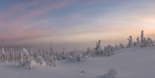 Snowy trees