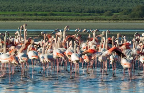 Greater Flamingos (Phoenicopterus roseus)