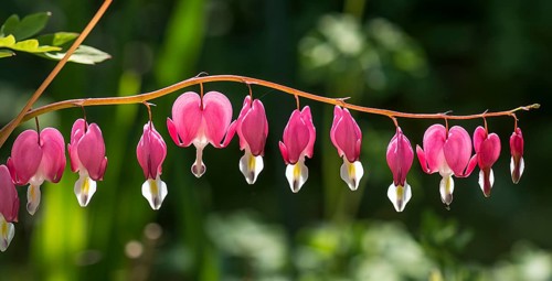 Old-fashioned bleeding-heart (Lamprocapnos spectabilis)