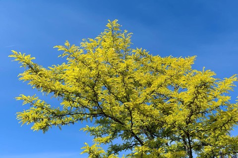 Tree of heaven (Ailanthus altissima)