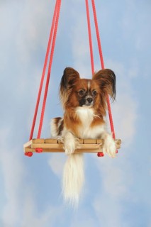 Papillon