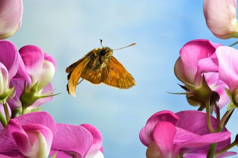 Large skipper (Ochlodes sylvanus)