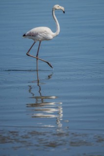 Pink Flamingo (Phoenicopterus roseus)